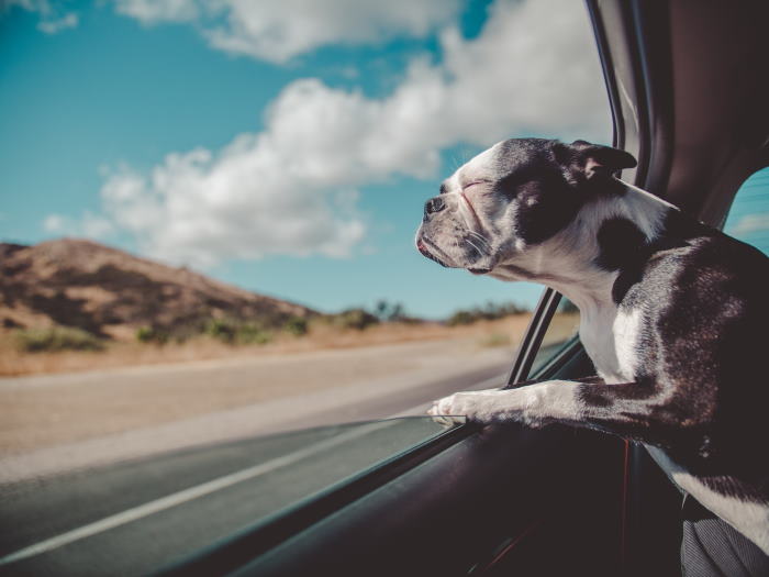 A Boston Terrier is looking out the window of a car