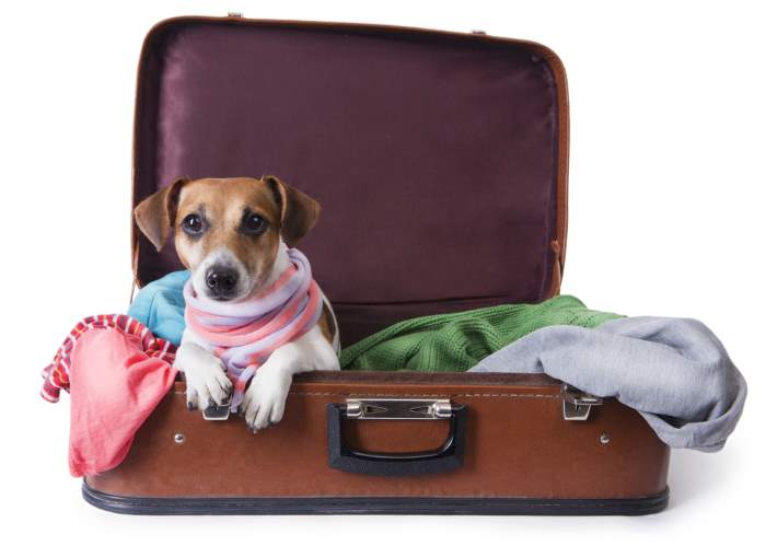 Small dog is sitting in a suitcase
