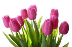 Tulip or Narcissus Tulip or Narcissus