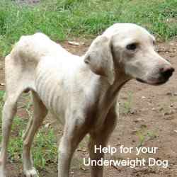 Underweight Dogs