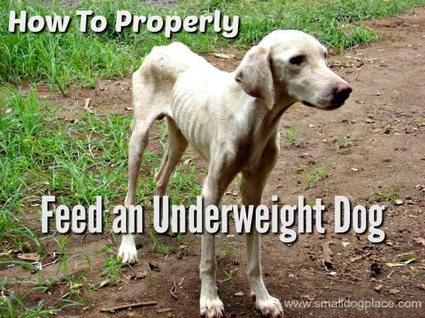 How to feed an underweight dog