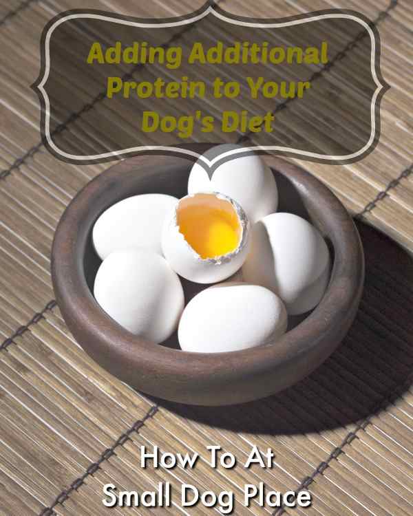 Adding Protein to an Underweight Dog's Diet