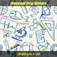 Unusual Dog Names