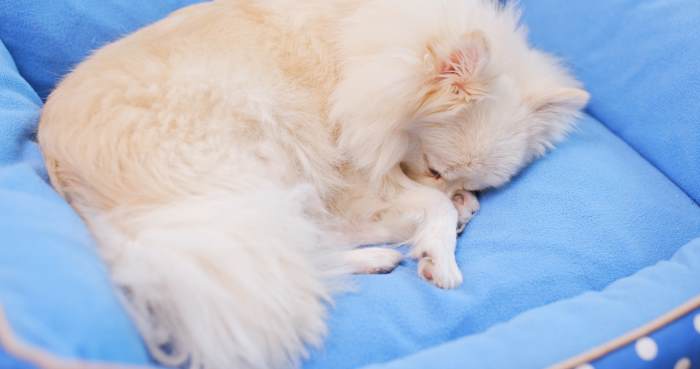 A sick Pomeranian laying in a blue dog bed.