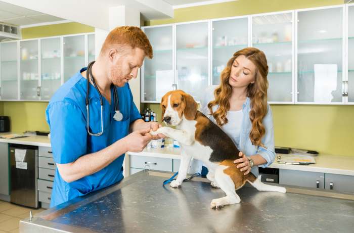 A client is consulting a vet regarding safe dog treats for her dog. A client is consulting a vet regarding safe dog treats for her dog.