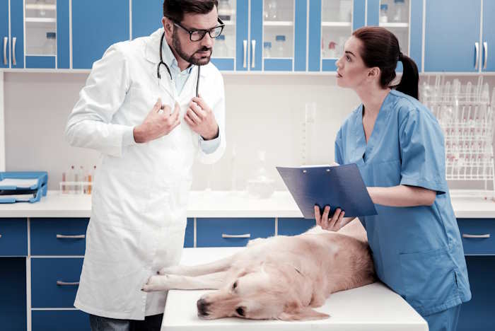 Veterinarian and assistant sharing information attached to a clipboard