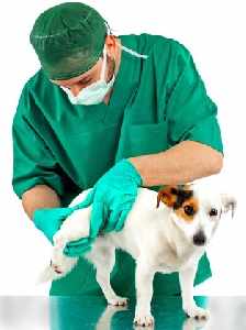 veterinarian-dog.jpg