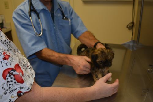 A veterinarian and his young assistant examining a small puppy.