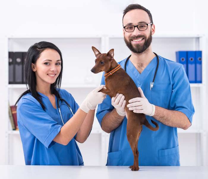 A vet and assistant care for a small dog