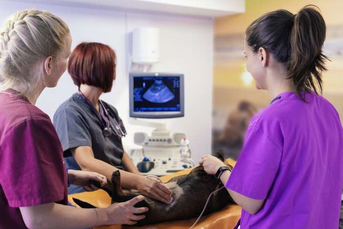 A vet and a couple of assistants performing an ultrasound.