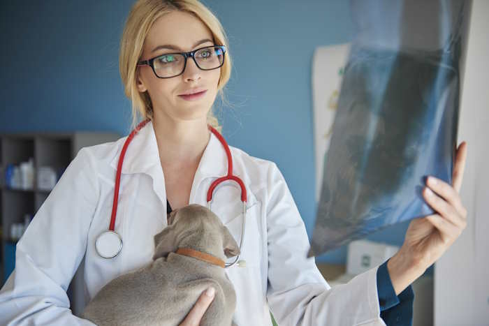A veterinarian is holding a small dog while viewing an xray
