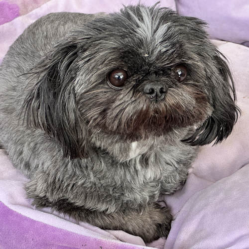A small black Shih Tzu dog is resting in his dog bed