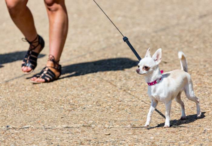 A person is walking a young Chihuahua
