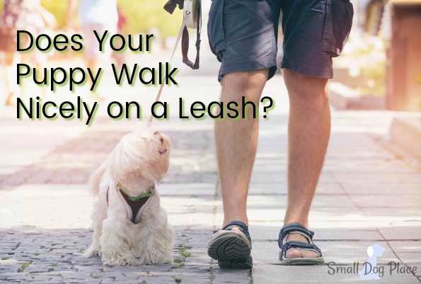 Dogs that Don't Walk Nicely on a Leash