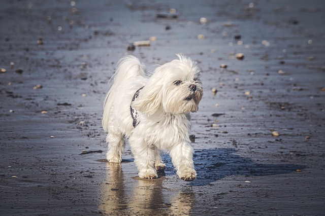 Take your dog for a walk during the cooler hours of the day, early morning and after dusk.