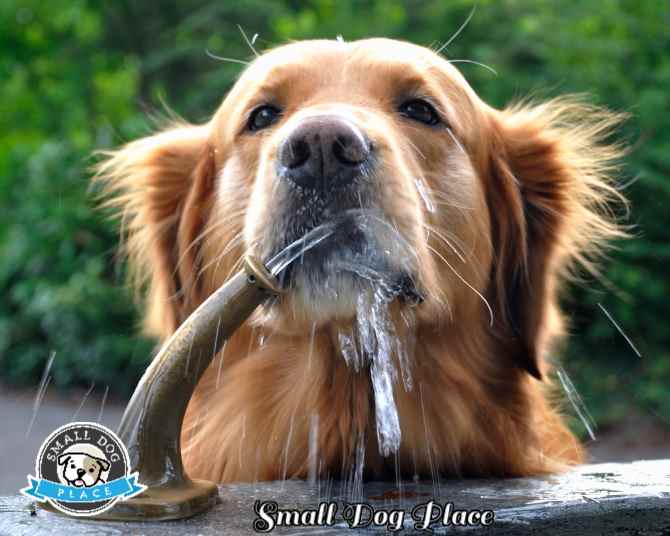 A golden retriever is drinking water from the tap.
