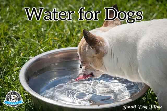 A Chihuahua dog is drinking water from a stainless steel bowl that is placed on the grass.
