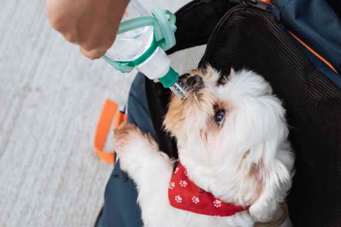 A small white dog is drinking water from a bottle.
