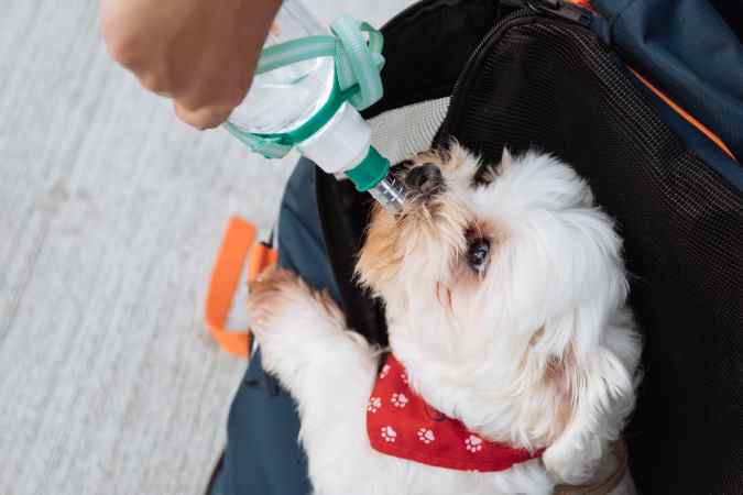 A white dog is drinking from a water bottle