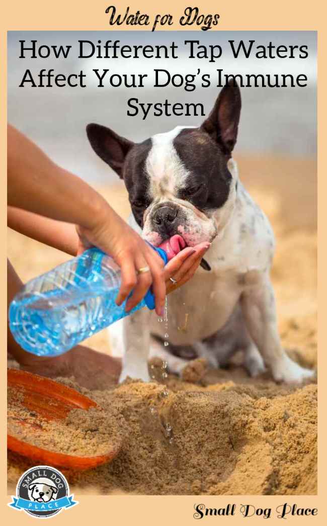 How Different Tap Waters Affect Your Dog’s Immune System:  Pin