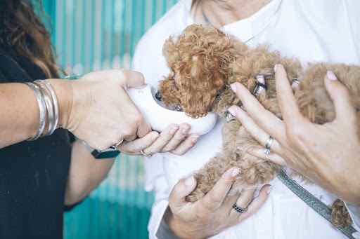 An apricot-colored poodle is drinking water while being held.
