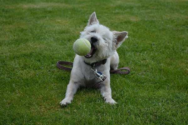 Other ways to get moving with your little dog include playing fetch. A West Highland White Terrier is about to catch a ball in his mouth.