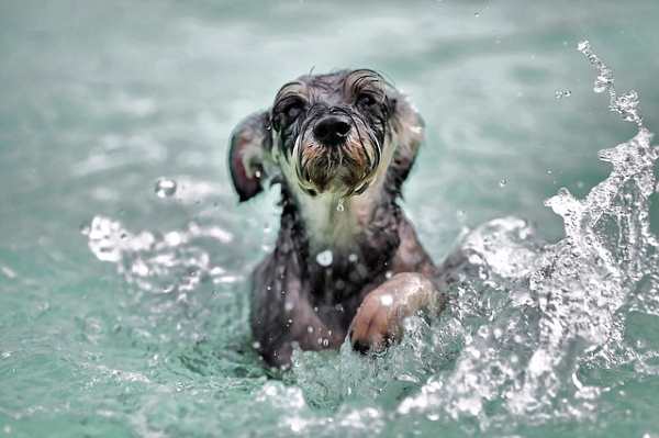 Other ways to get moving with your little dog is to take him swimming. A small dog is swimming in a lake.