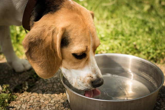 Keep your dog hydrated on hot days with cool fresh water. Keep your dog hydrated on hot days with cool fresh water.