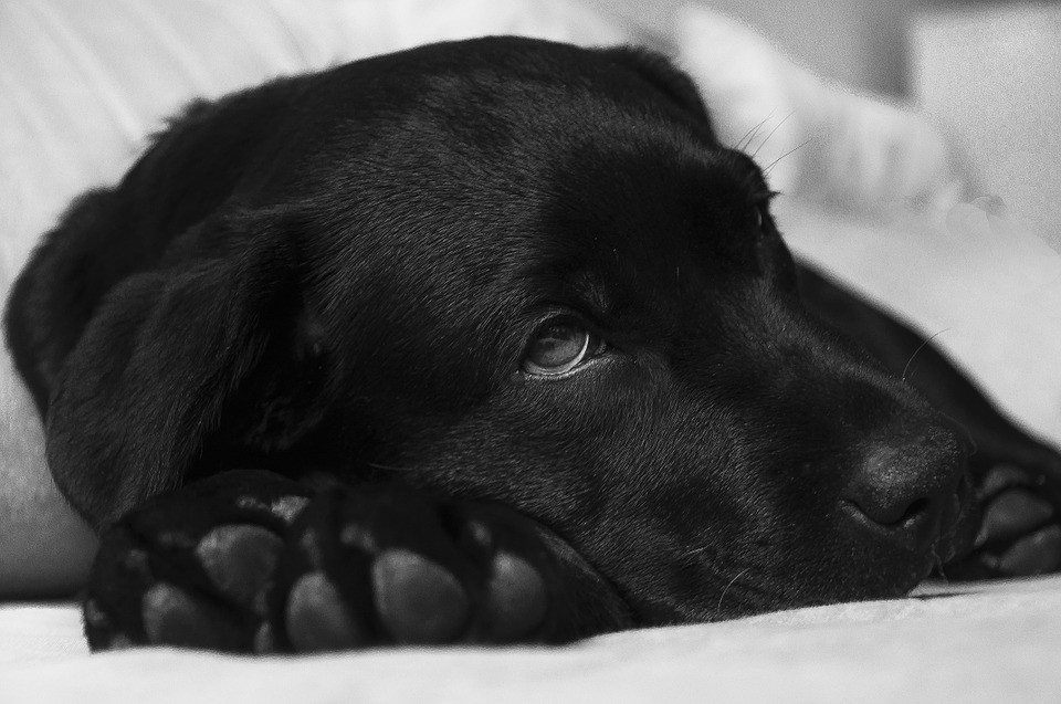 A black dog is lying down.