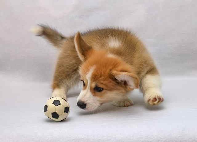 A corgi is eying a small soccer ball.