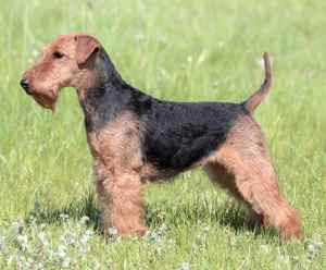 Welsh Terrier