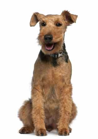 Welsh Terrier Welsh Terrier