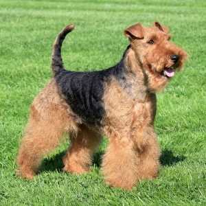 Welsh Terrier