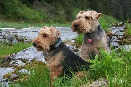 Welsh Terrier Welsh Terrier