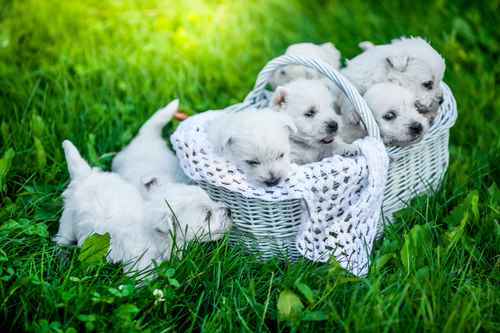 West Highland White Terrier Puppies