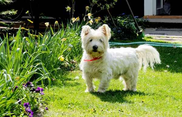 West Highland White Terrier or Westie for Short