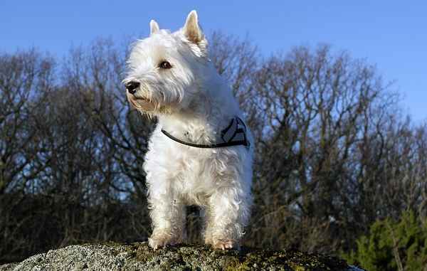 History of the West Highland White Terrier