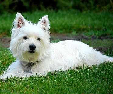 Best Way To Professionally Clean Dog Teeth Best Way To Professionally Clean Dog Teeth