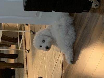 Our 9 month Bichon Frise