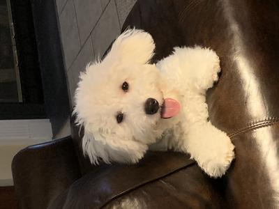 A very special Bichon Frise with an amazing personality