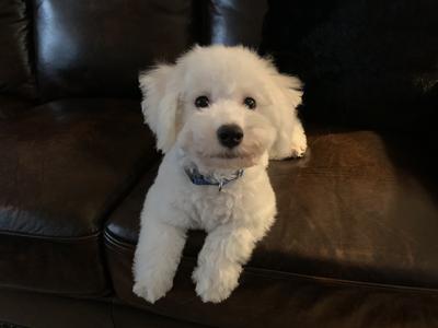 Maverick, a High Energy Bichon Frise