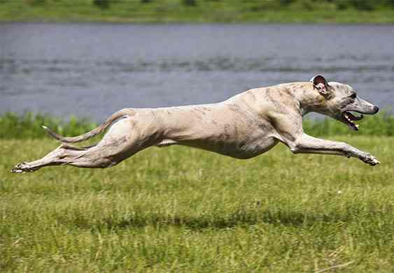 Whippet Whippet