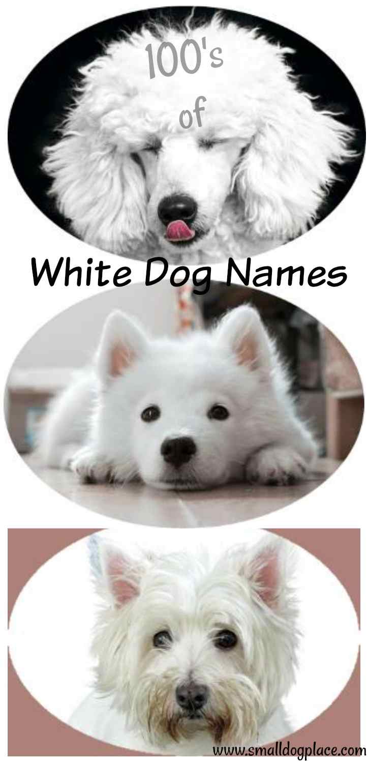 Best White Dog Names for your new white puppy