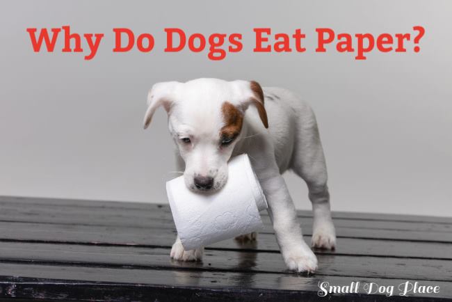 why do dogs eat kleenex