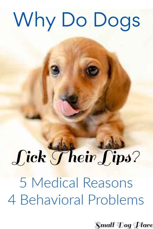 Why do dogs lick their lips?  Pin to Pinterest.