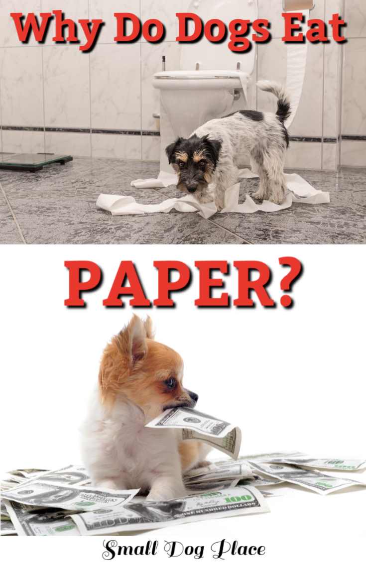 will eating paper harm my dog