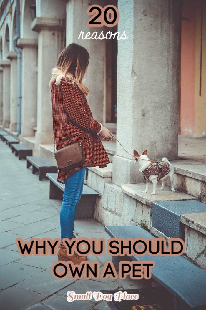 A woman is walking her small Chihuahua