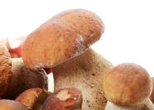 Unless you are an expert on wild mushrooms, don't feed them to your dog.