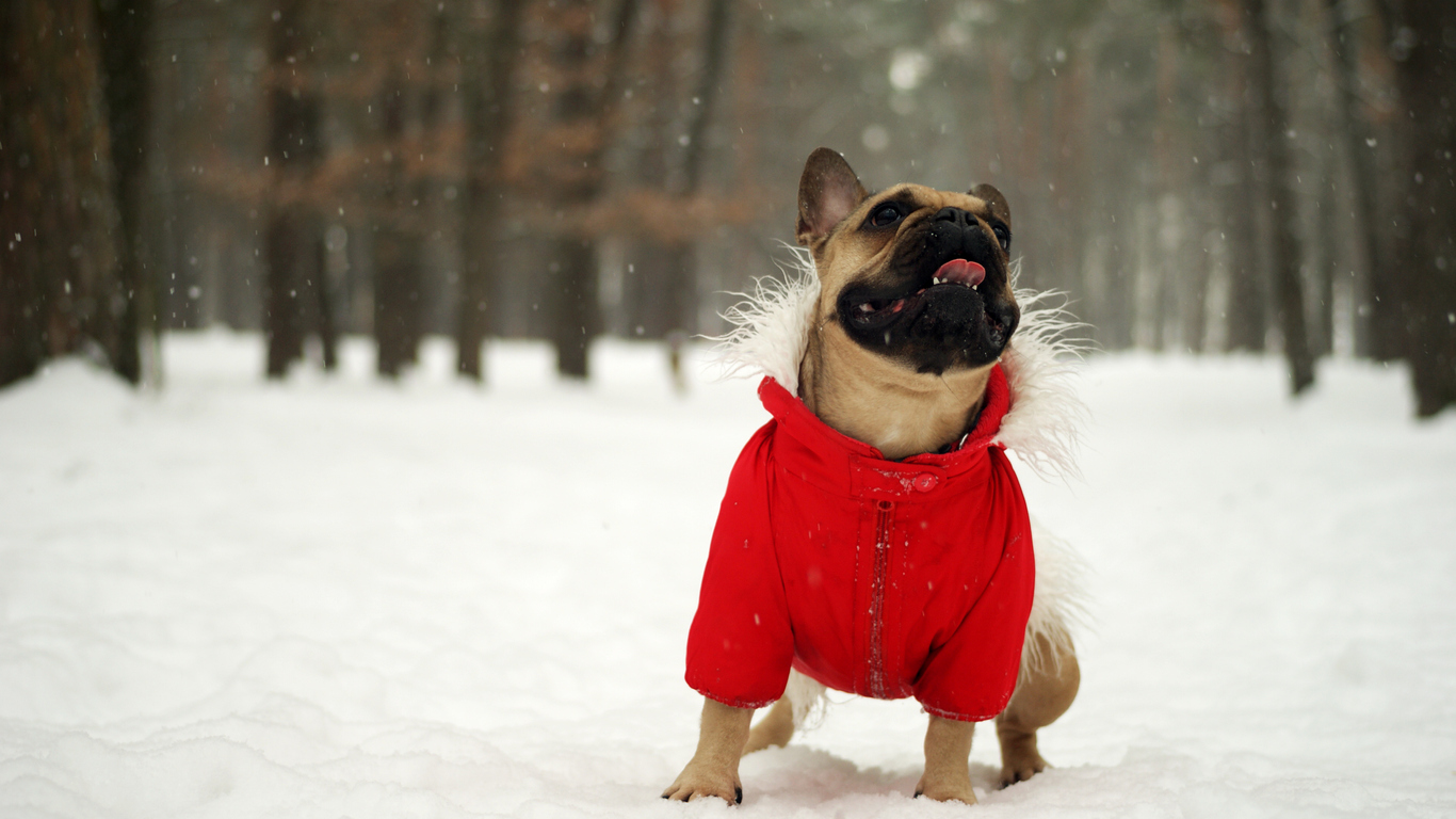 Keep your small dog safe all winter long