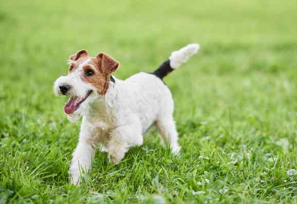 A happy Wire fox terrier is running in a field of grass.